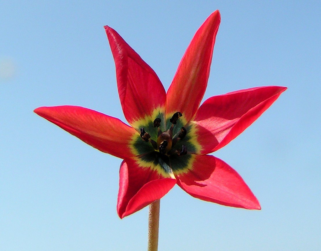 image Rare tulip found only in the Akamas