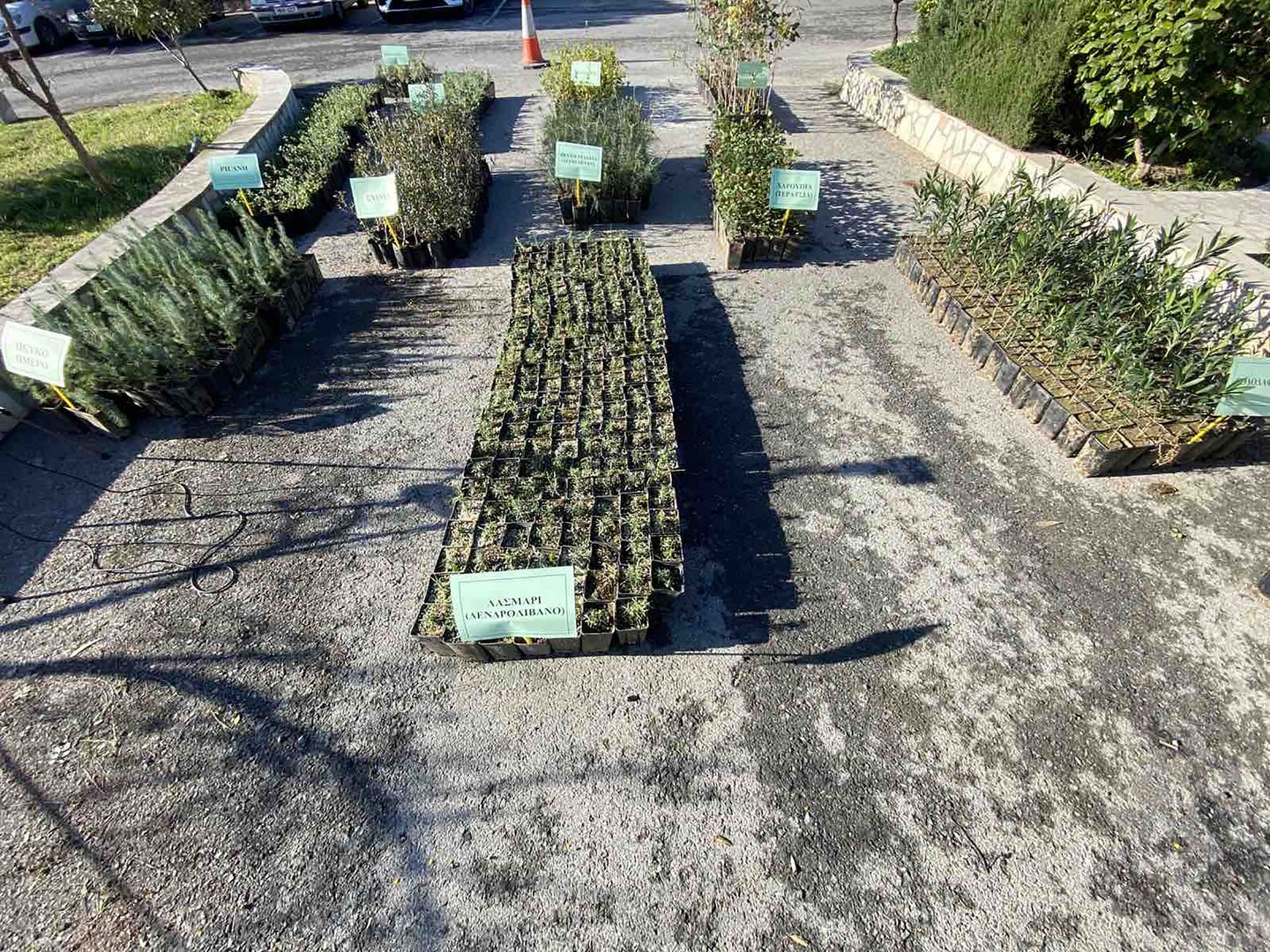 image Minister says more trees will be made available after giveaway runs out (updated)