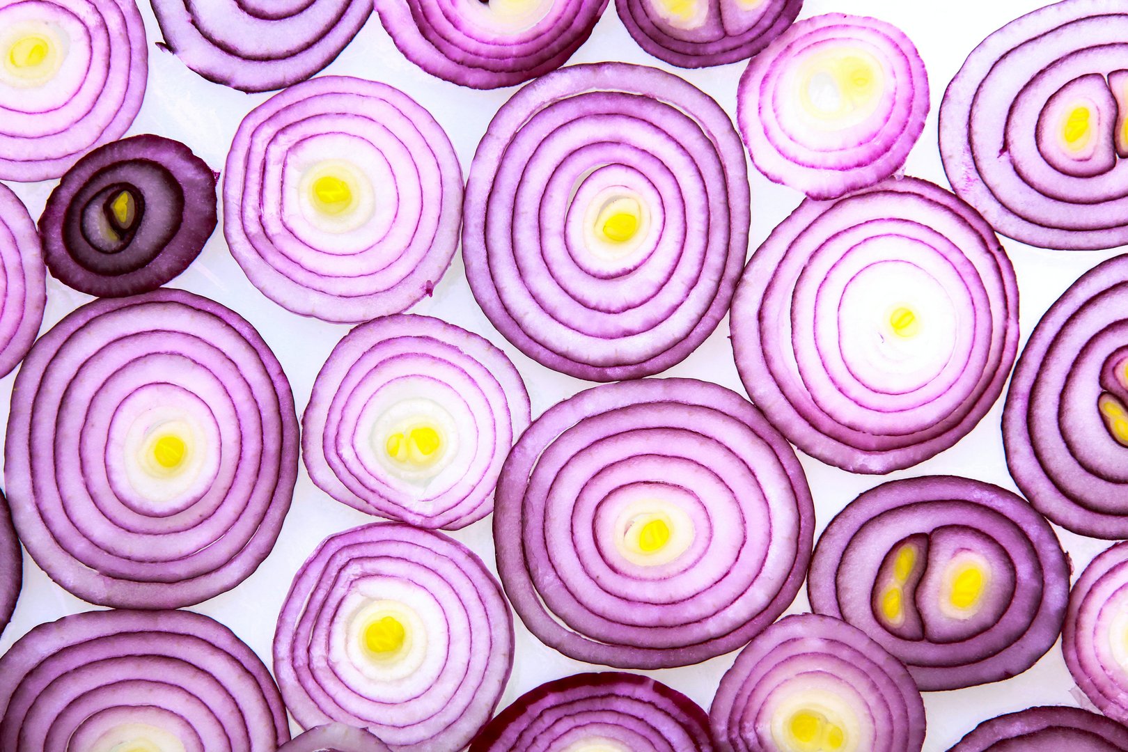 image The Onion: an artist’s tool kit
