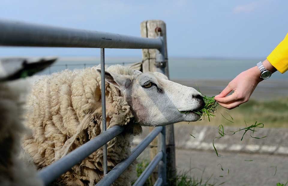 image Public urged to refocus on versatile, natural, green-friendly wool