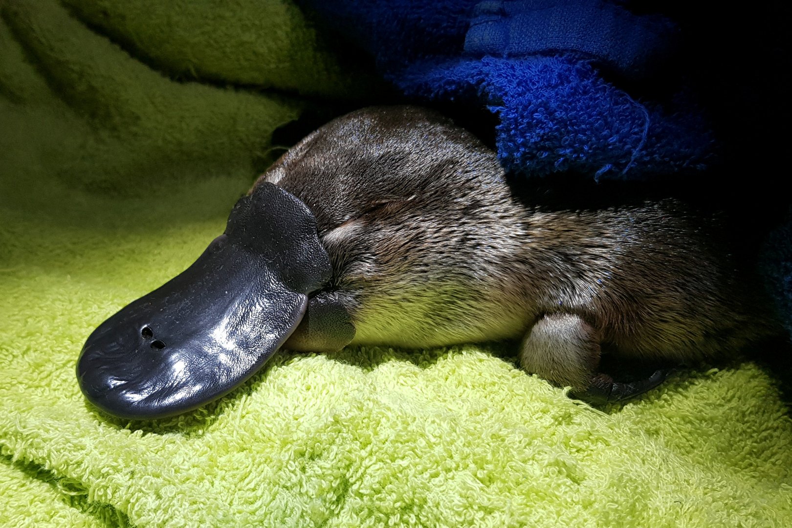 image Climate risk drives push to save Australia&#8217;s weird, elusive platypuses
