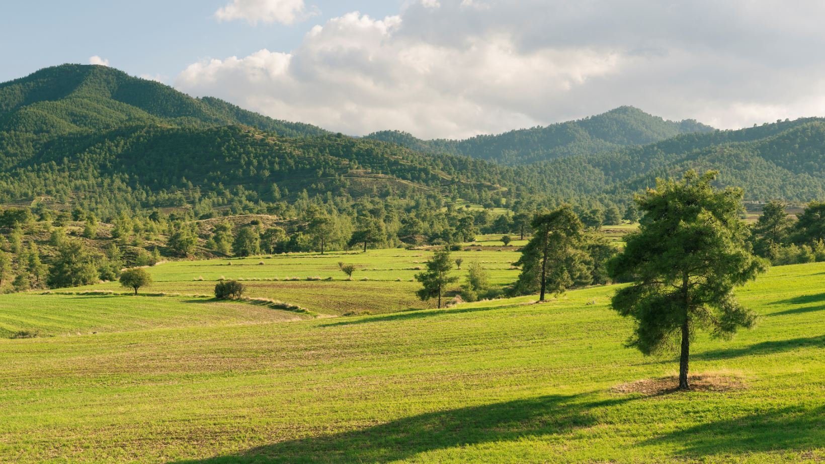 image BirdLife slams construction of new highway