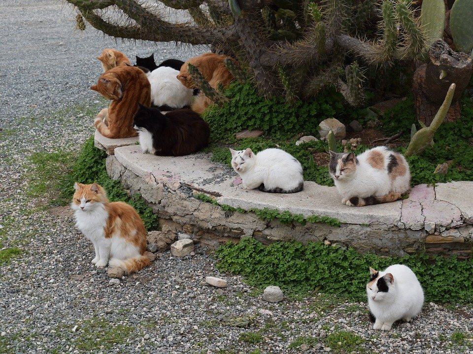 image Government announces cat sterilisation programme
