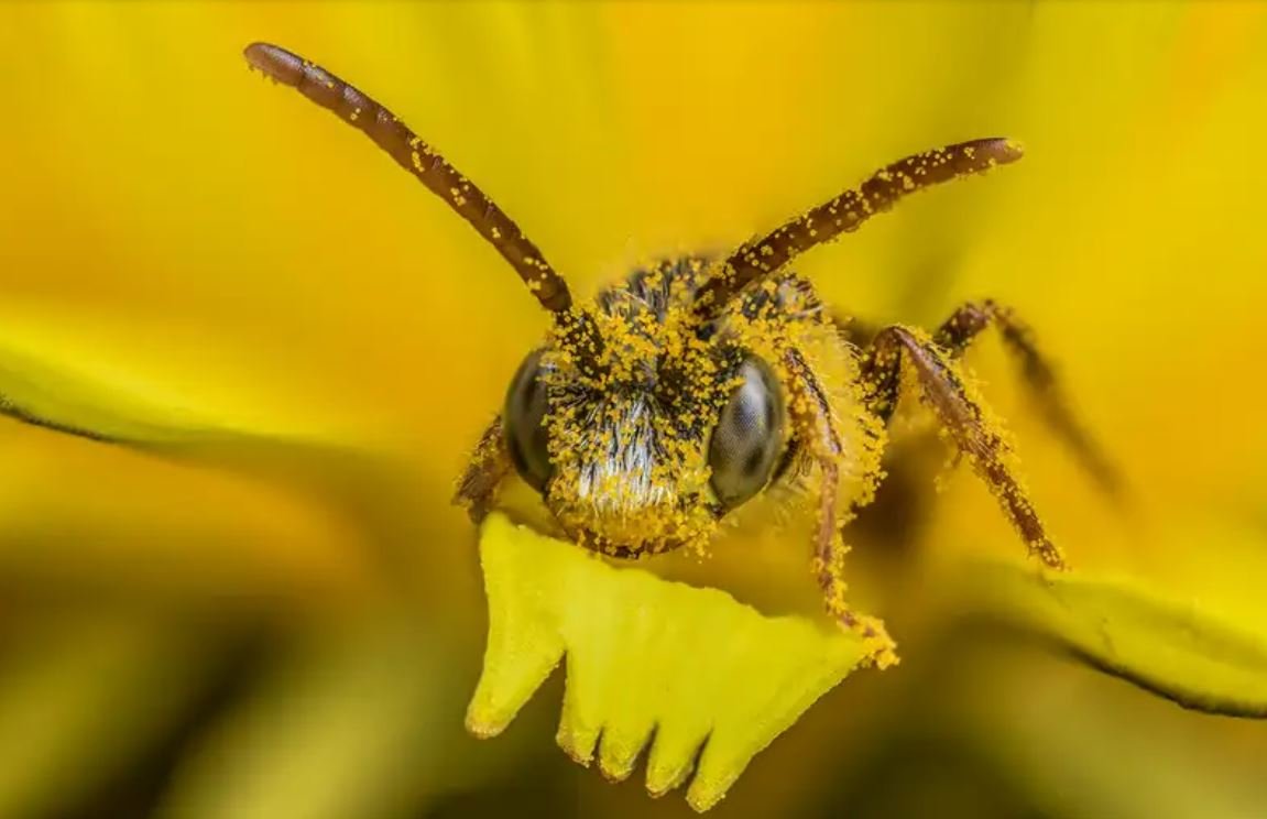 image Climate change expected to make European hay fever seasons much worse