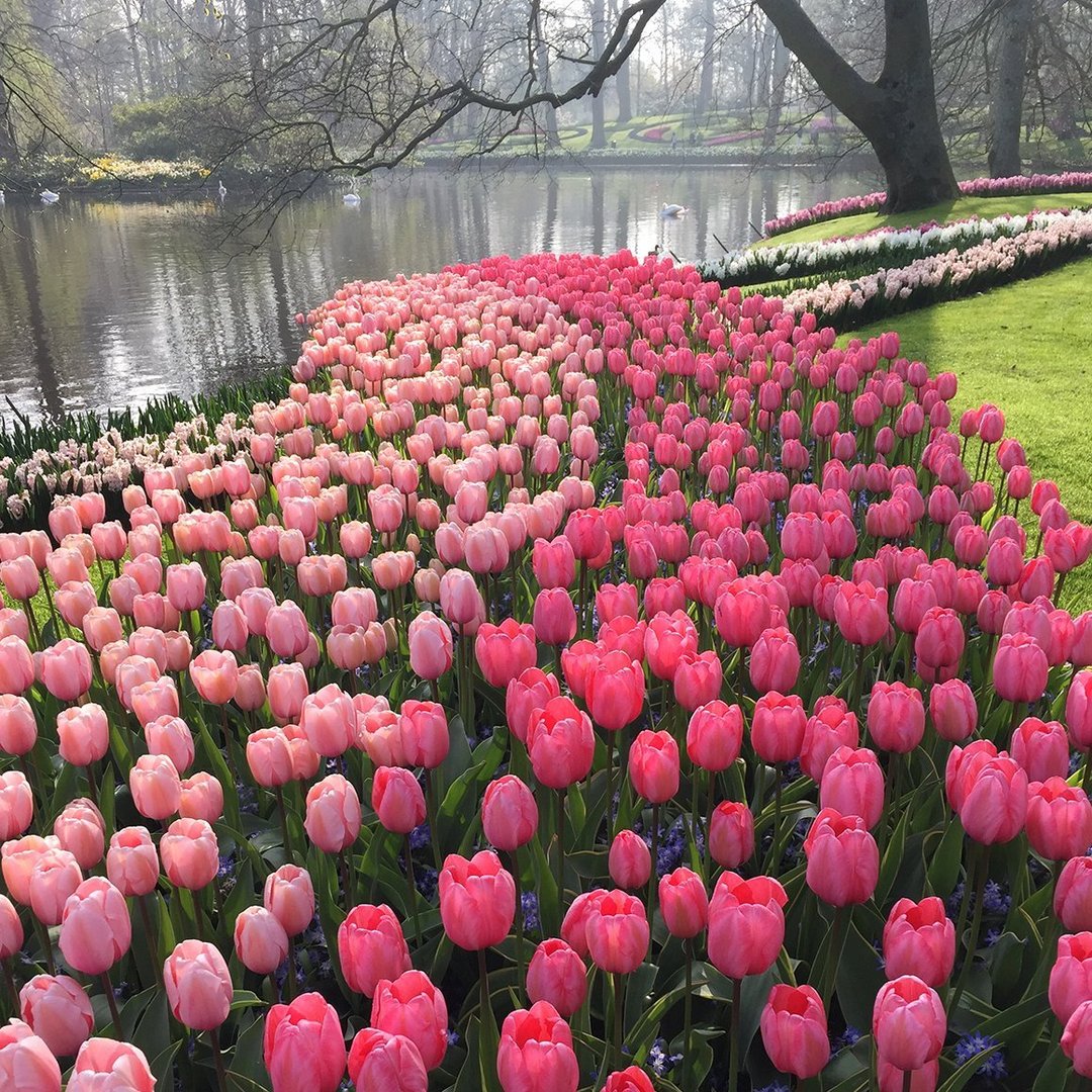 keukenhof 1160x1160 dda761e9 a04e 499f b809 5222e0e09ccf 1160x1160 crop center