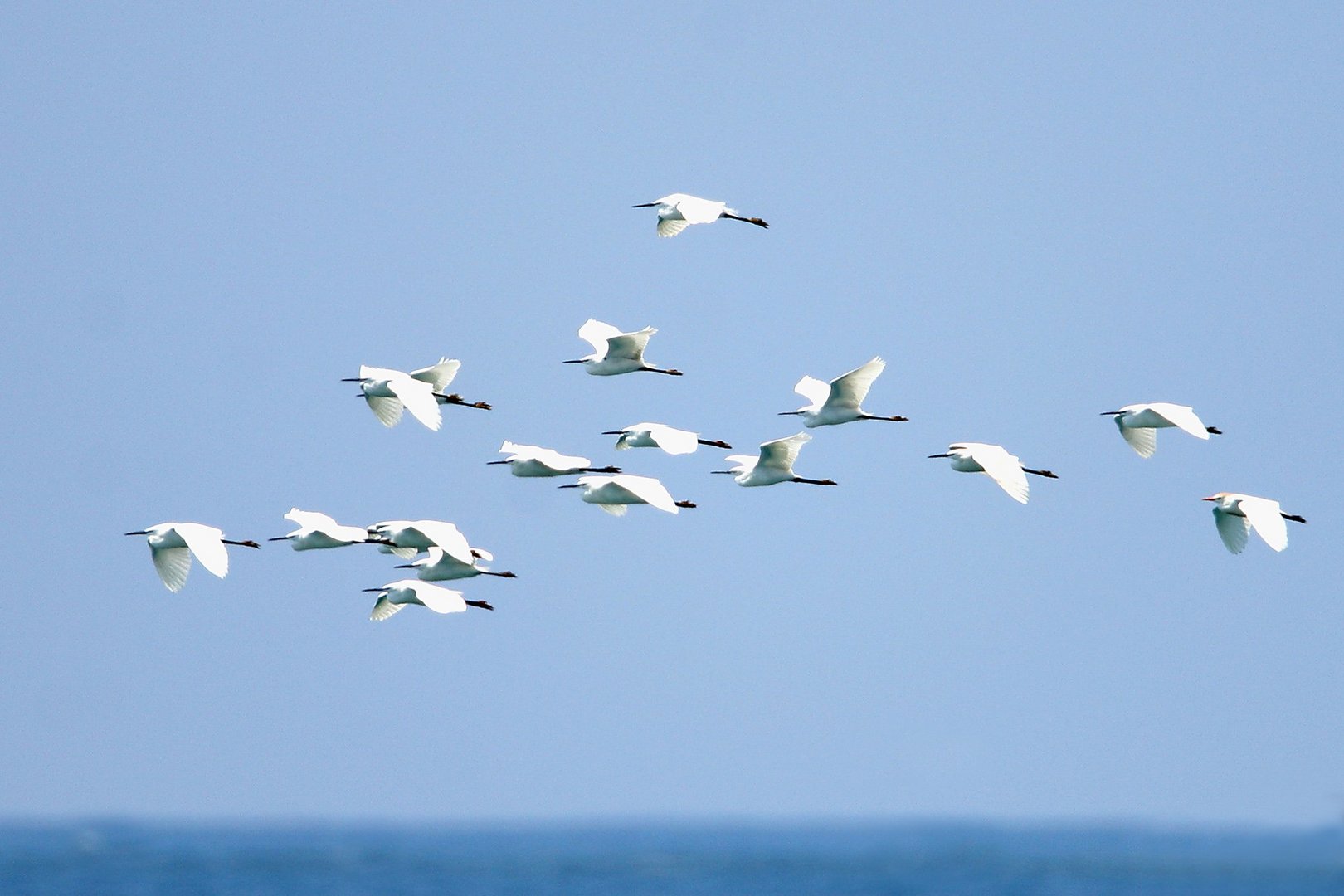 little egret 2 (d