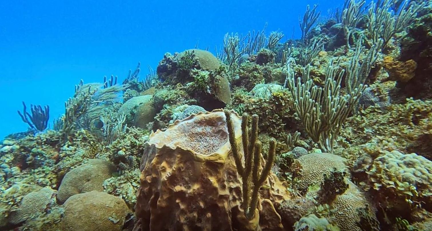 image Climate change shrinks marine life richness near equator: study