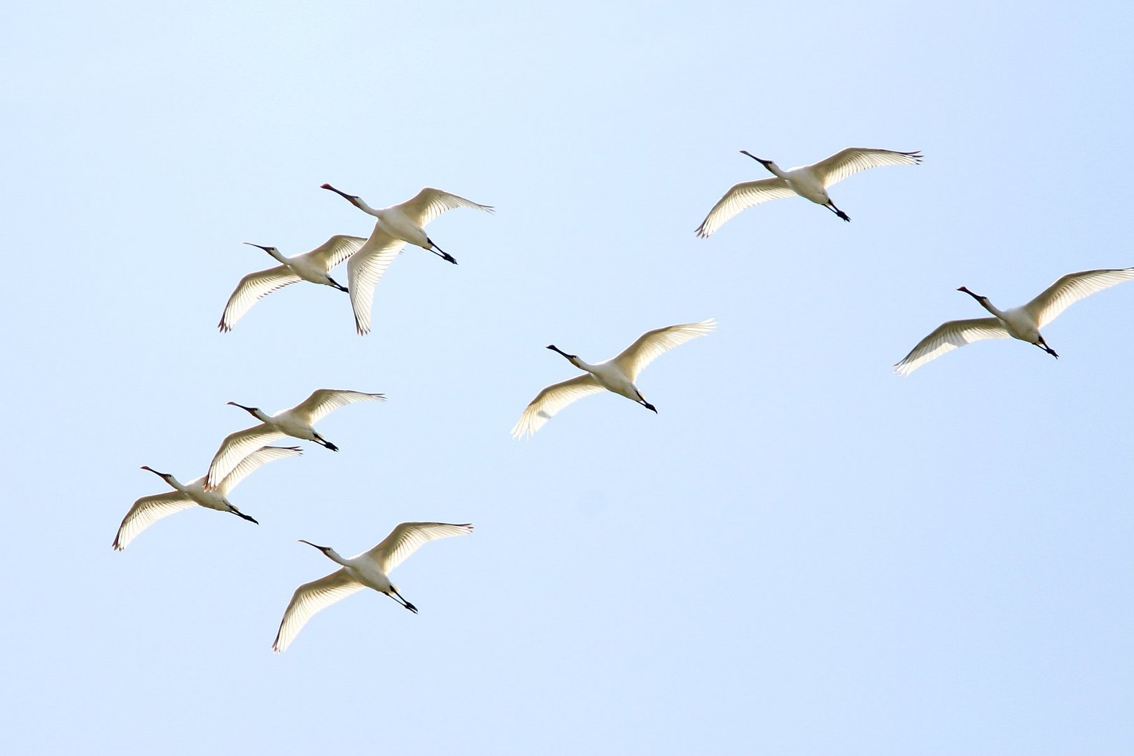 spoonbill 9 (d