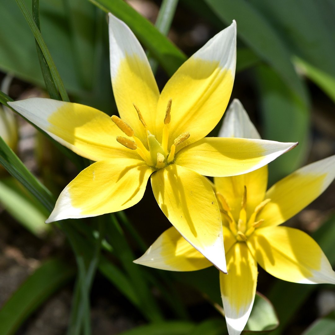 tulipdasystemontarda2021 1 2000x2000
