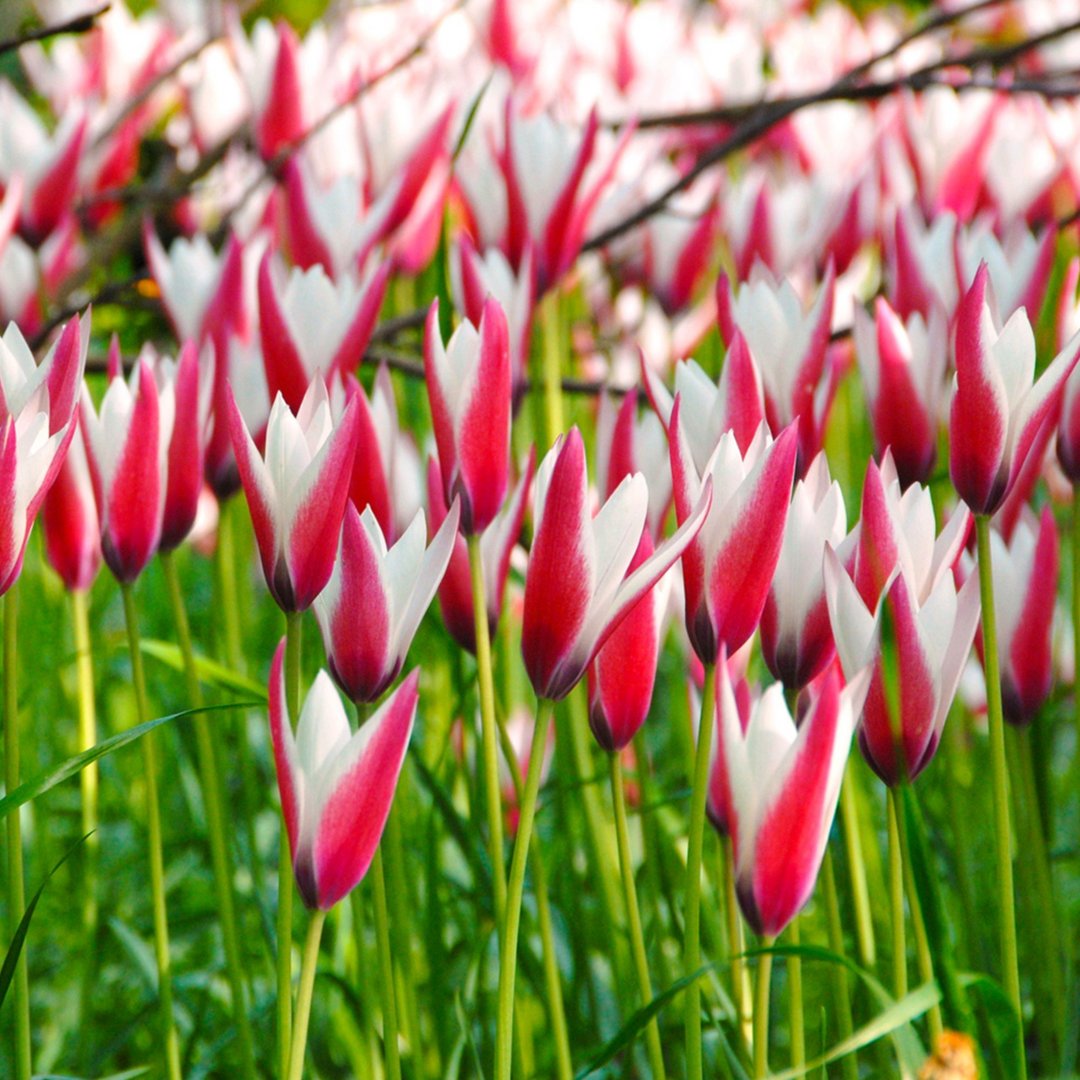 tulippeppermintstick 2000x2000