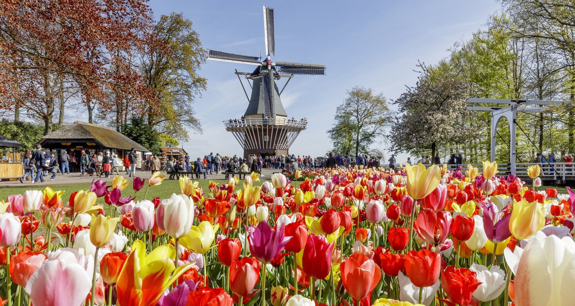 windmill keukenhof 2400x1280 358fbf23 ecc1 4ab8 9d51 696f56213665 2400x1280 crop center