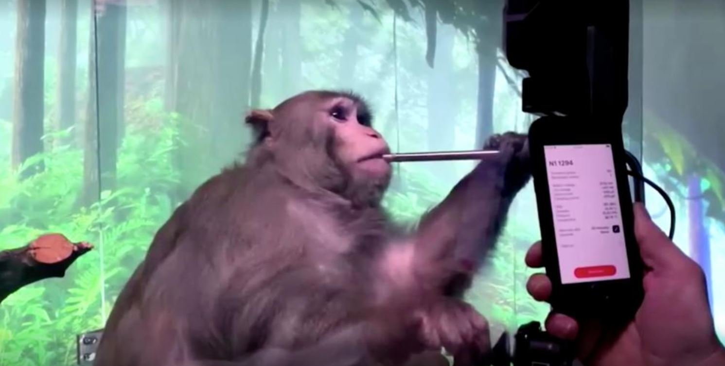 image Elon Musk&#8217;s Neuralink shows monkey with brain-chip playing videogame by thinking [video]