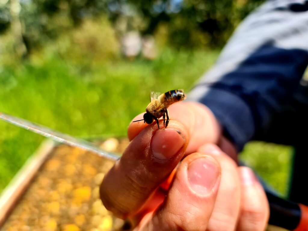 feature annette getting it right is expensive and work intensive – and needs a good knowledge of bee behaviour and chemical analysis.