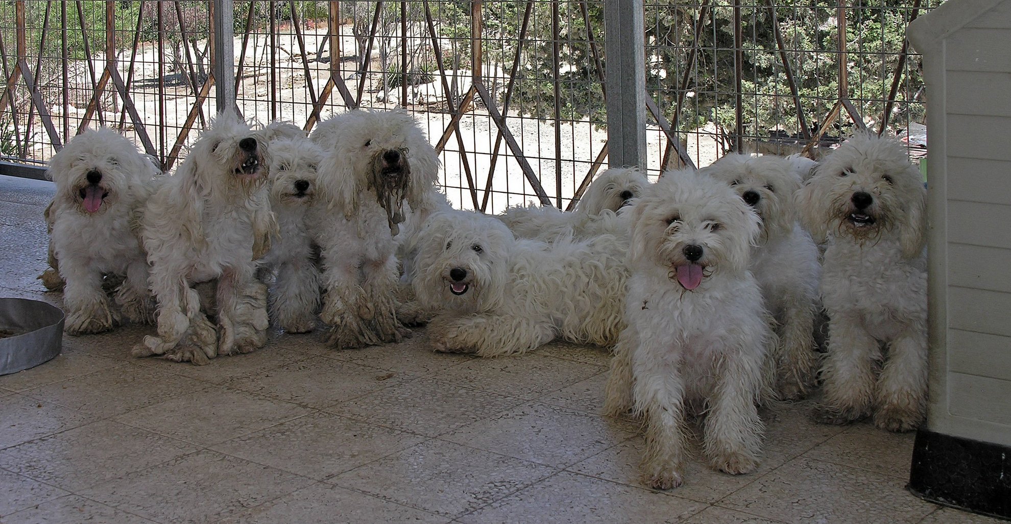 image Greens appeal for dog food after animal shelter fire