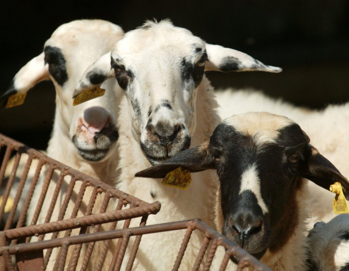 image Halloumi producers grill government over PDO ‘success’