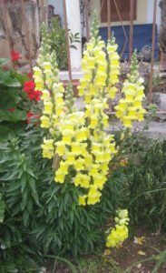 feature plant of the month snapdragons