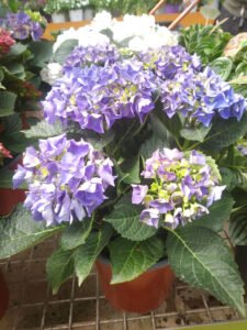 feature what to do in garden hydrangea