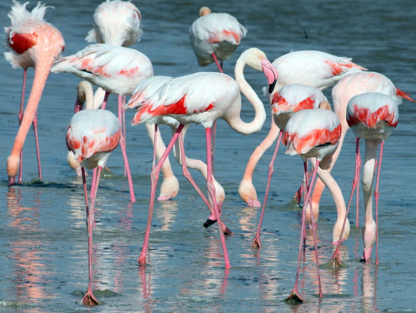fla flamingo 4