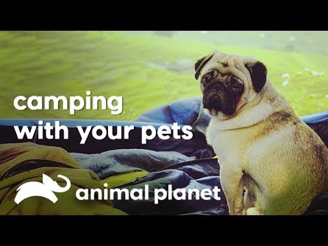 image A guide to camping with your pets