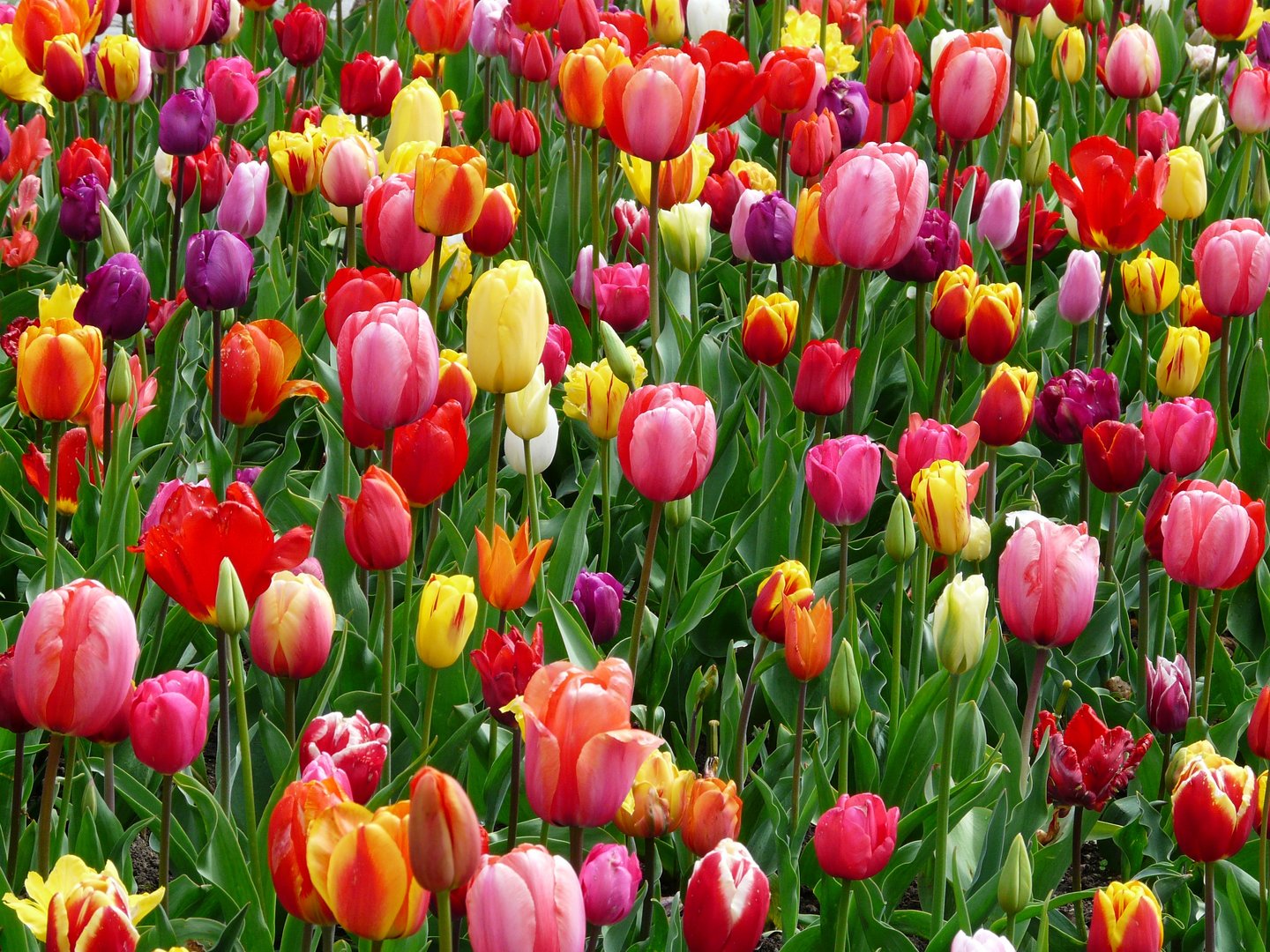 image Tulips for breakfast: the flower as food from the war to contemporary gastronomy