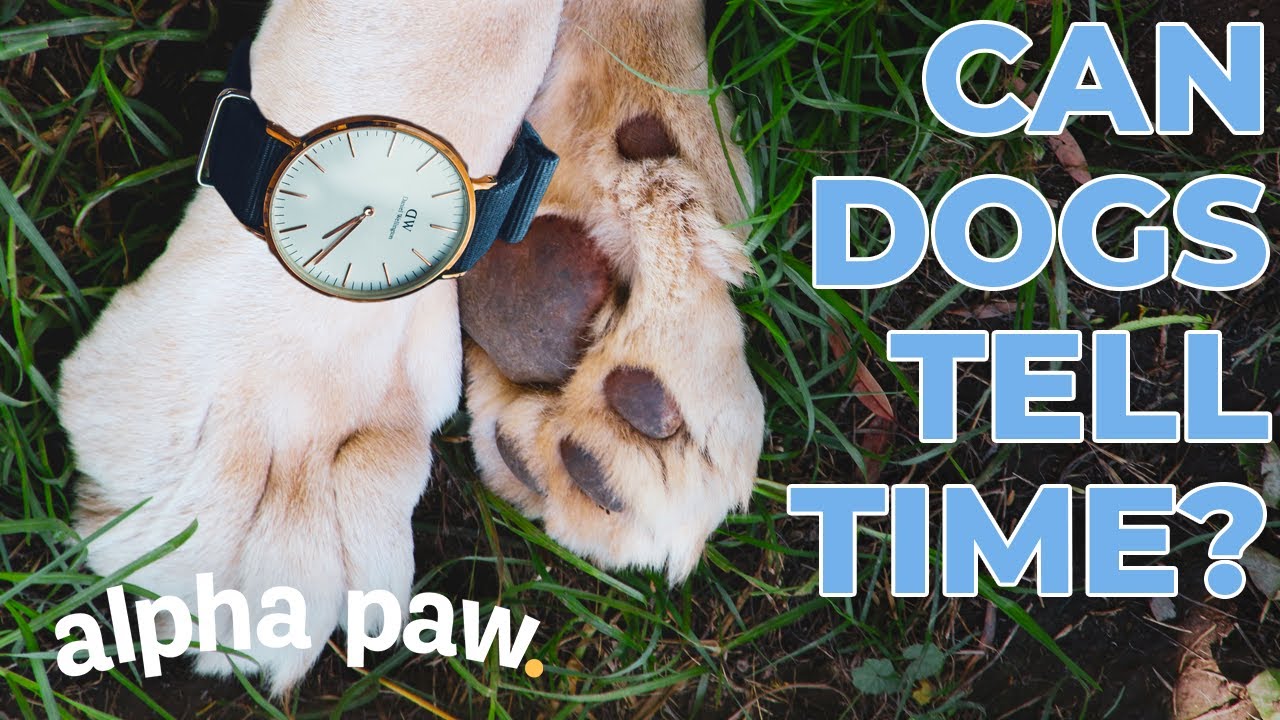 image How do dogs know what time it is?