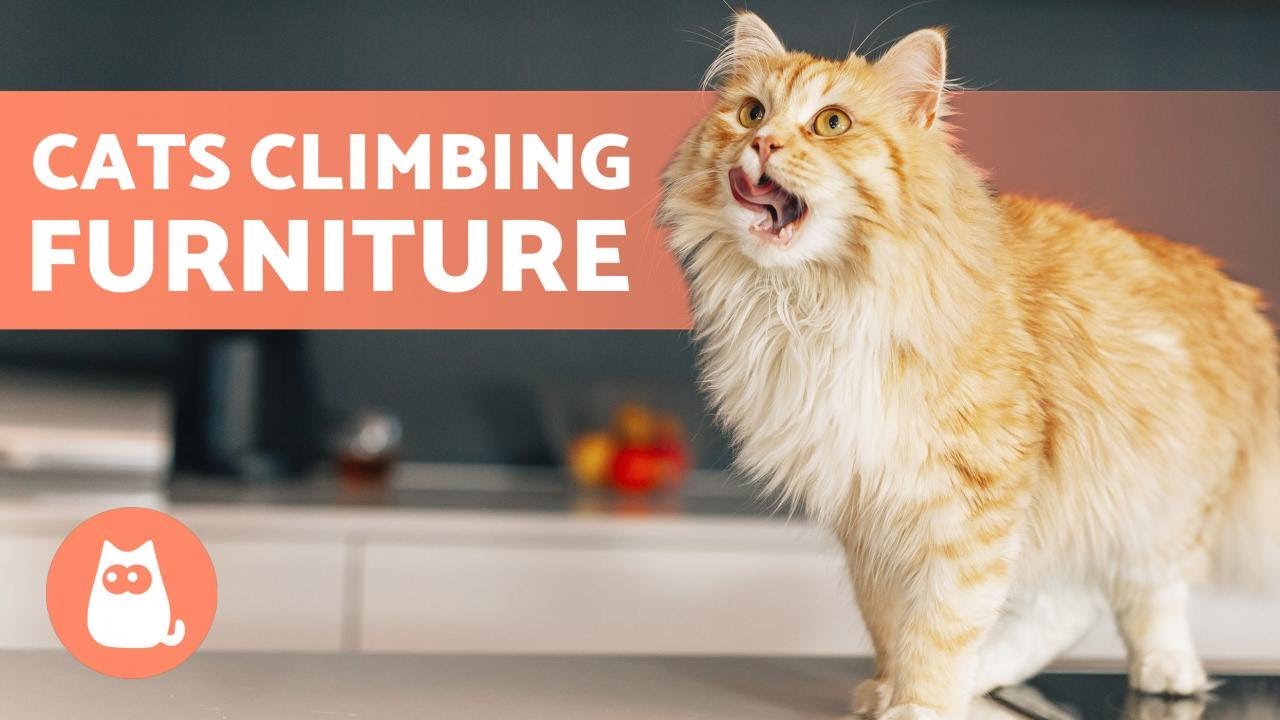 image How to avoid our pet cats from climbing on furniture