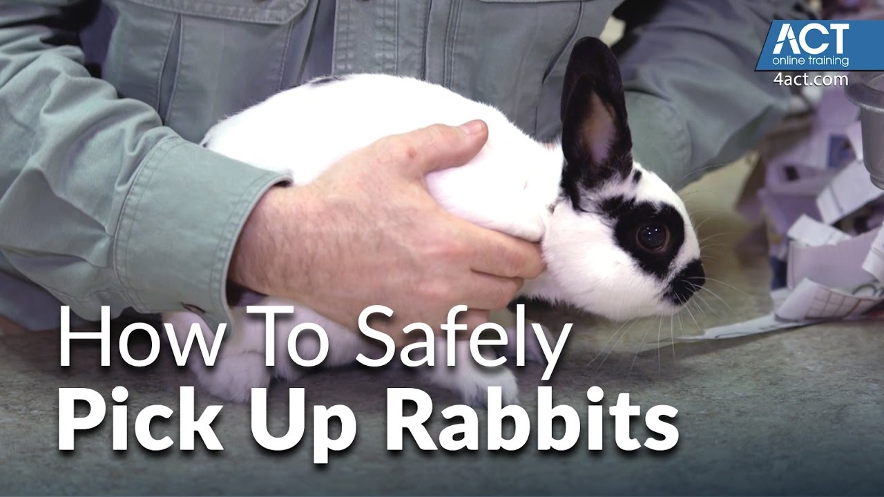 image How to pick up a rabbit without causing them distress