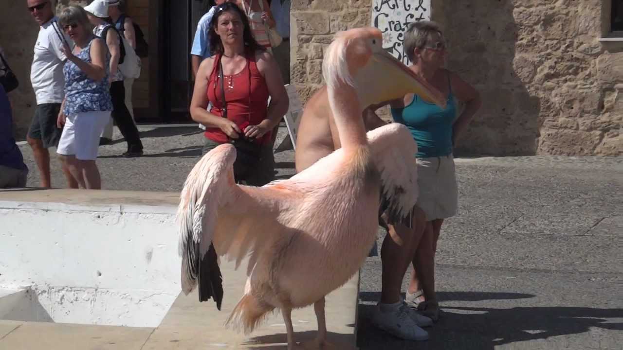 image Kokos the Paphos pelican dies at 25