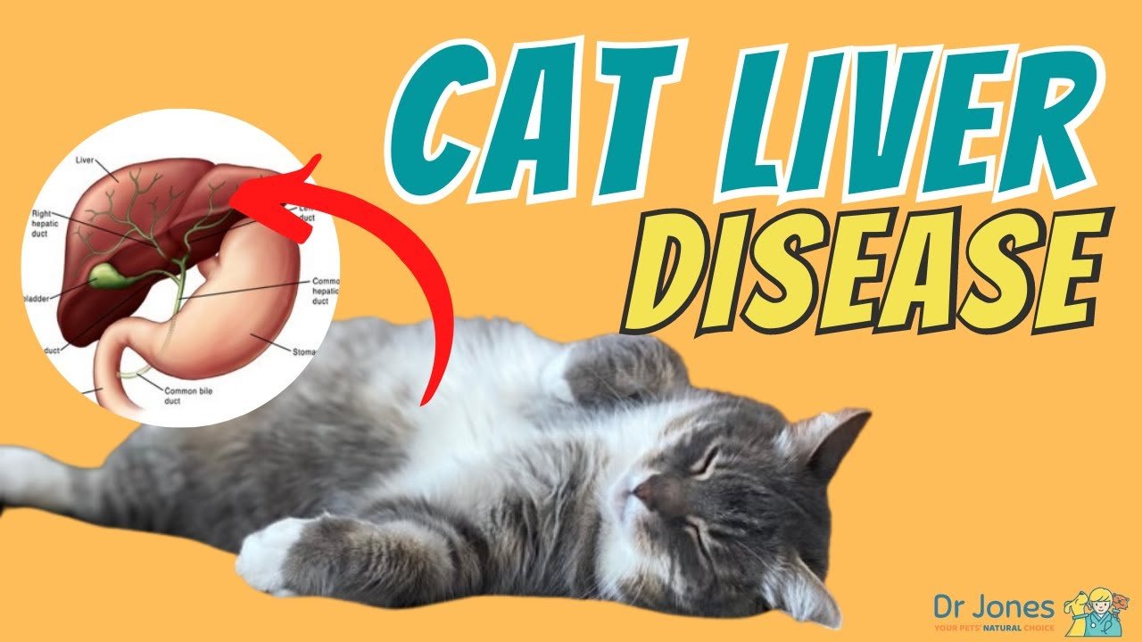 image Fatty liver in cats: what are the signs and what can be done
