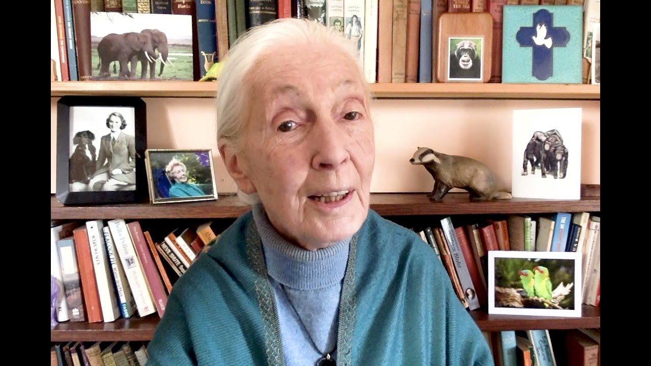 image Earth Day 2021: Dr. Jane Goodall urges personal eco-responsibility