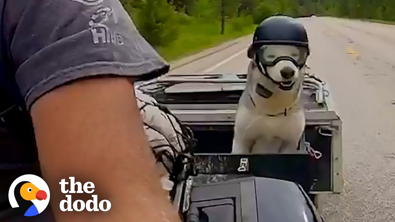image How one senior husky got his own motorbike trailer