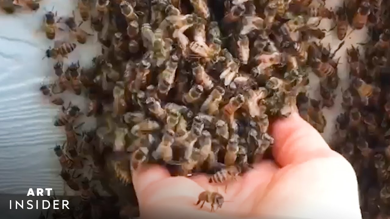 image How a professional beekeeper removes hives from homes