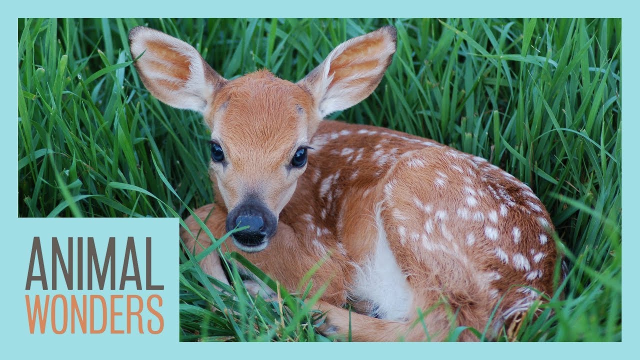 image Wildlife dos and don&#8217;ts: caring for vulnerable fawns