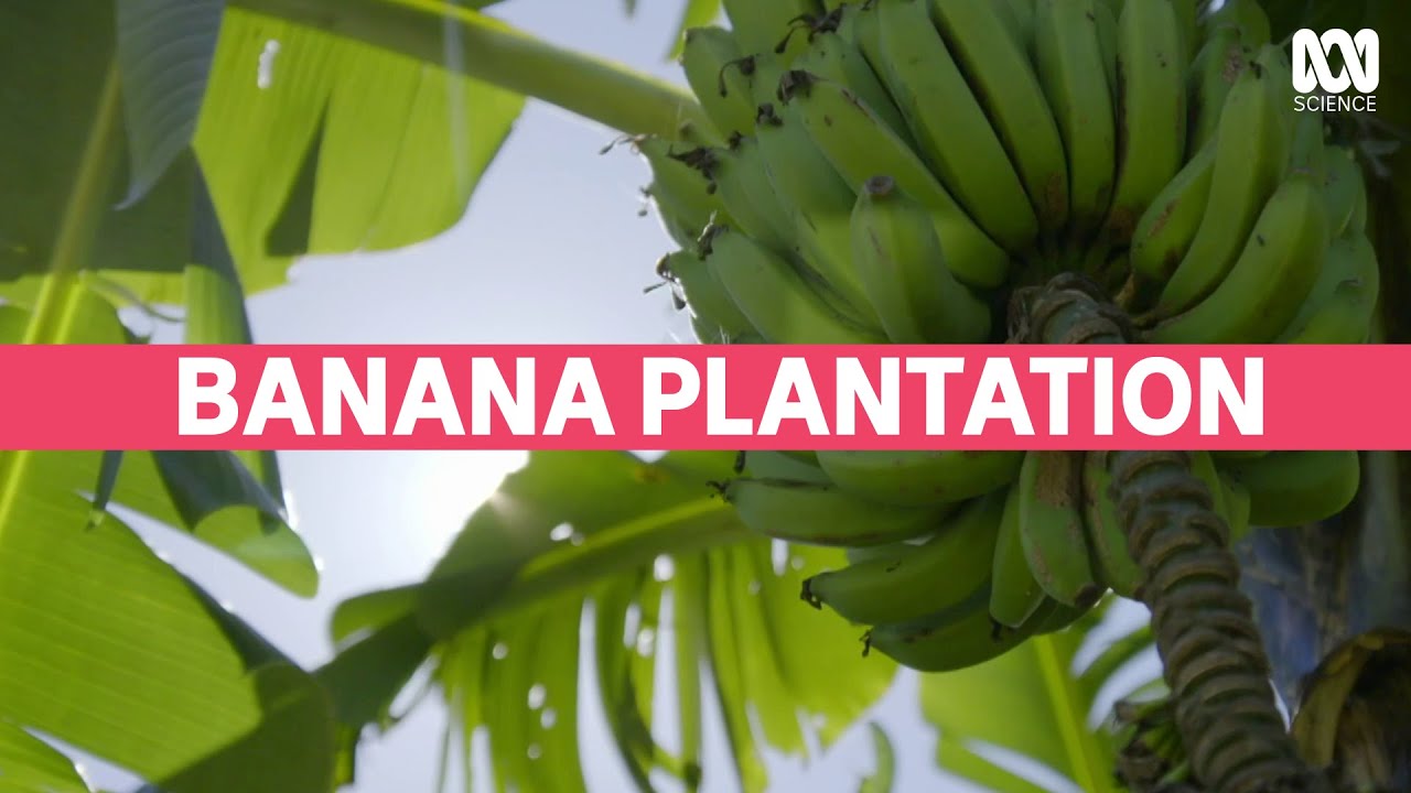 image How planned genetic diversity is evolving the banana