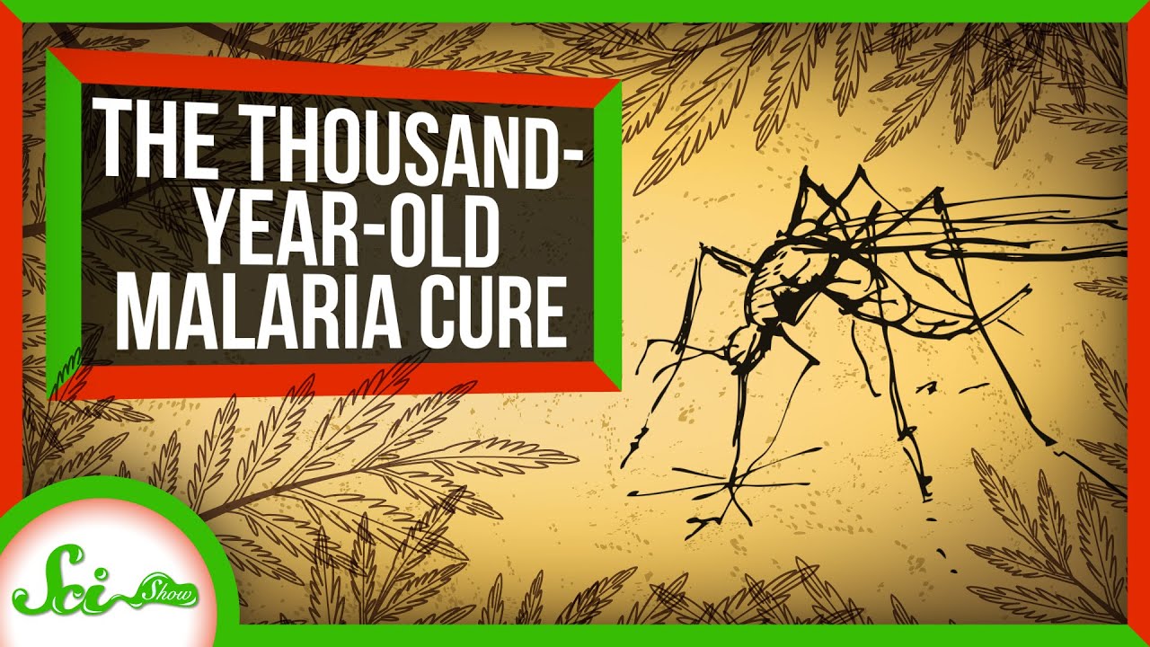 image How an ancient remedy became a modern cure for malaria