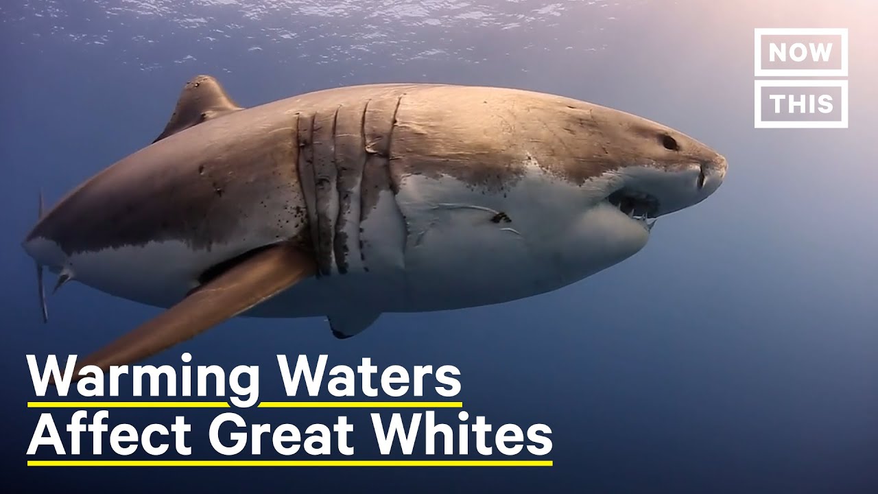 image Why juvenile great white sharks are moving into new waters