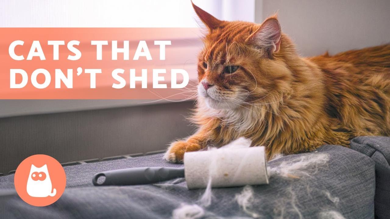 image Meet the breeds: the eight types of cats that shed the least