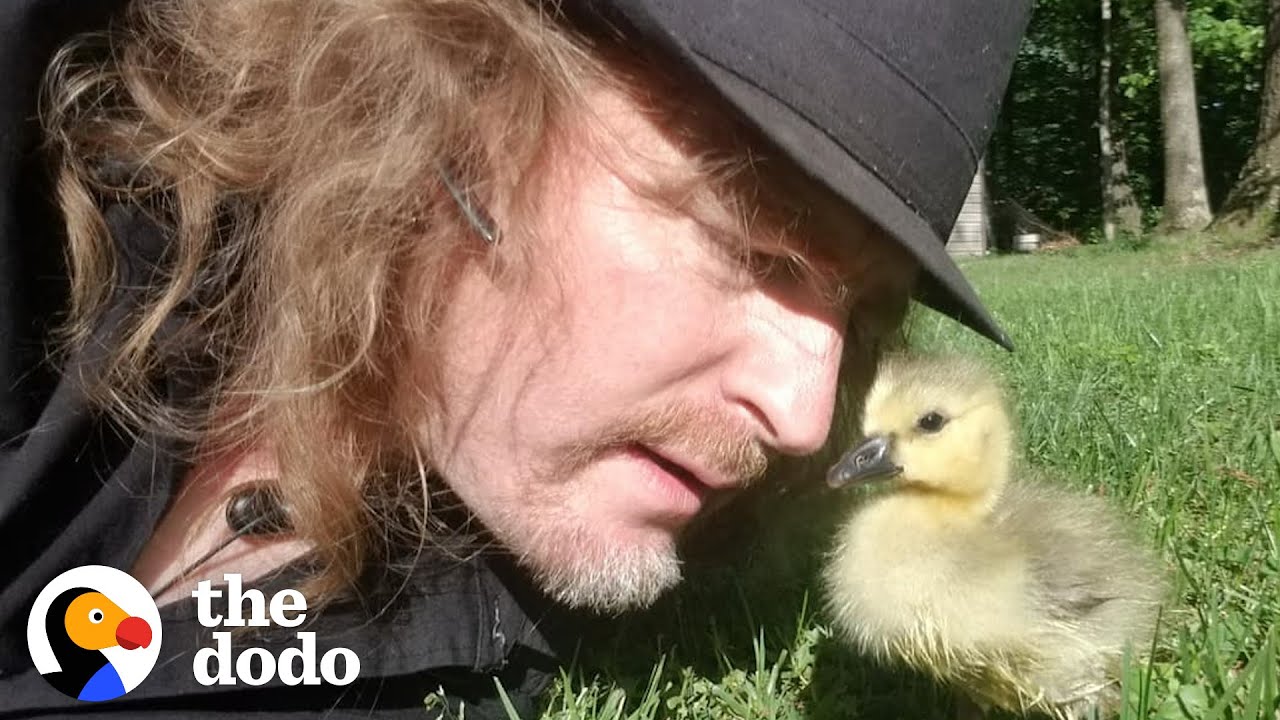 image Saved twice from death, how an unwanted gosling found her home