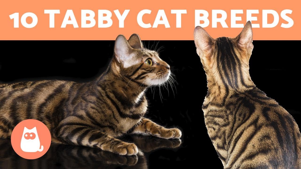 image Meet the breeds: 10 different types of tabby cats