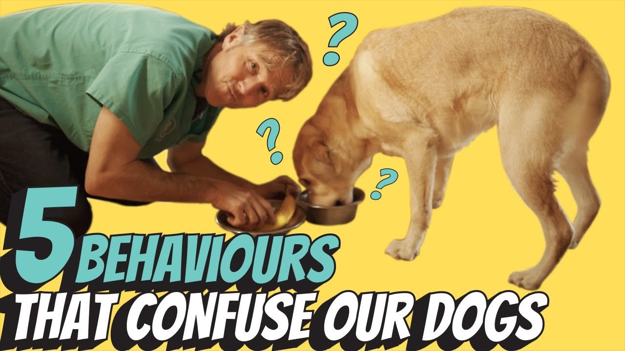 image Five things we do that confuse our pet dogs
