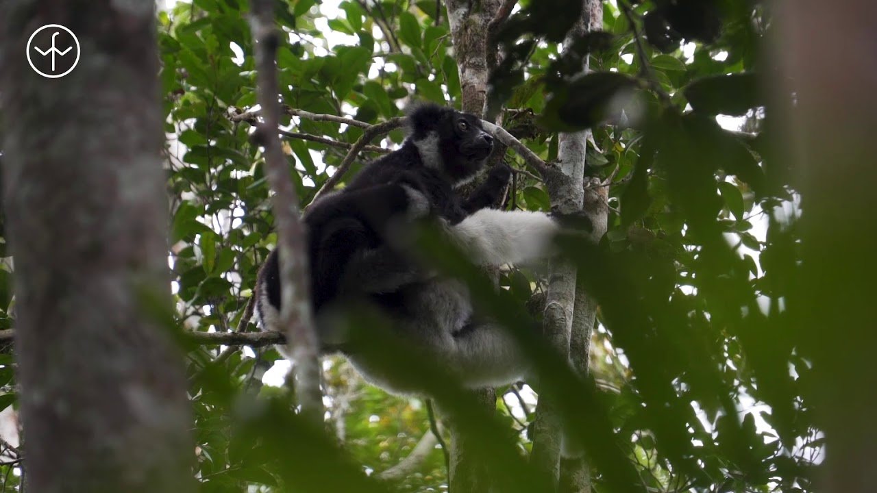 image Magnificent Madagascar: island of natural wonders and epic landscapes
