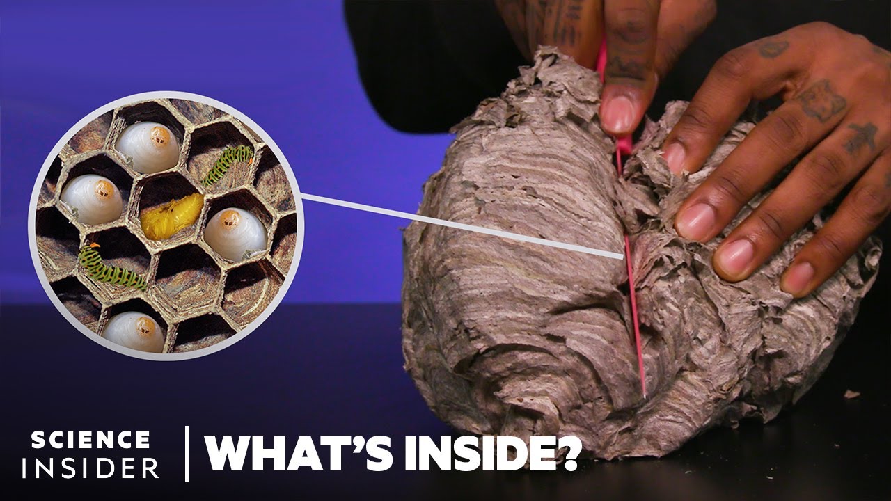 image How buzz that: the elaborate interior of a wasp&#8217;s nest
