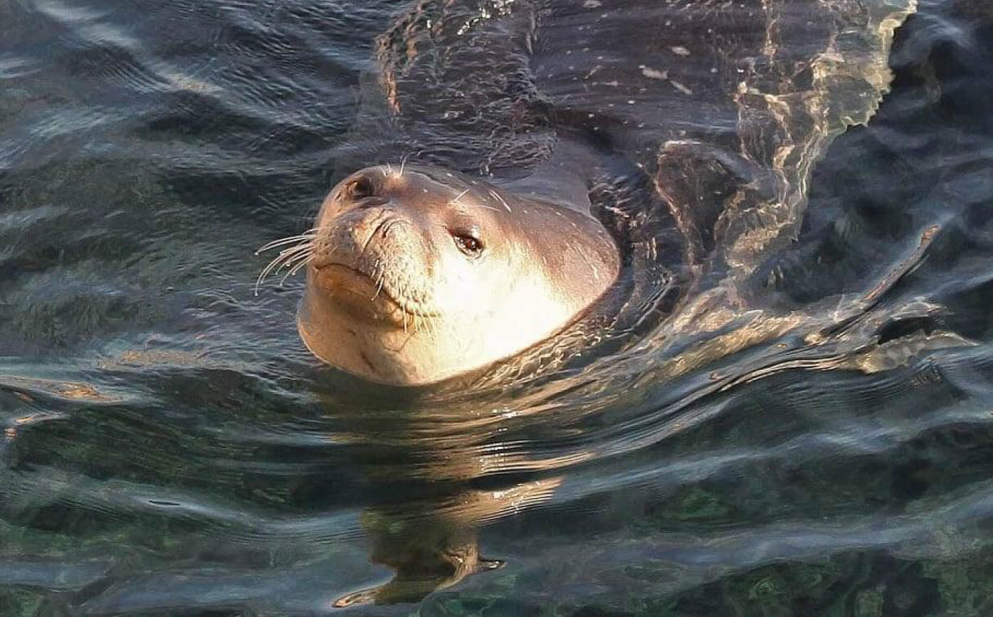 image Baby monk seal found dead in Moni area