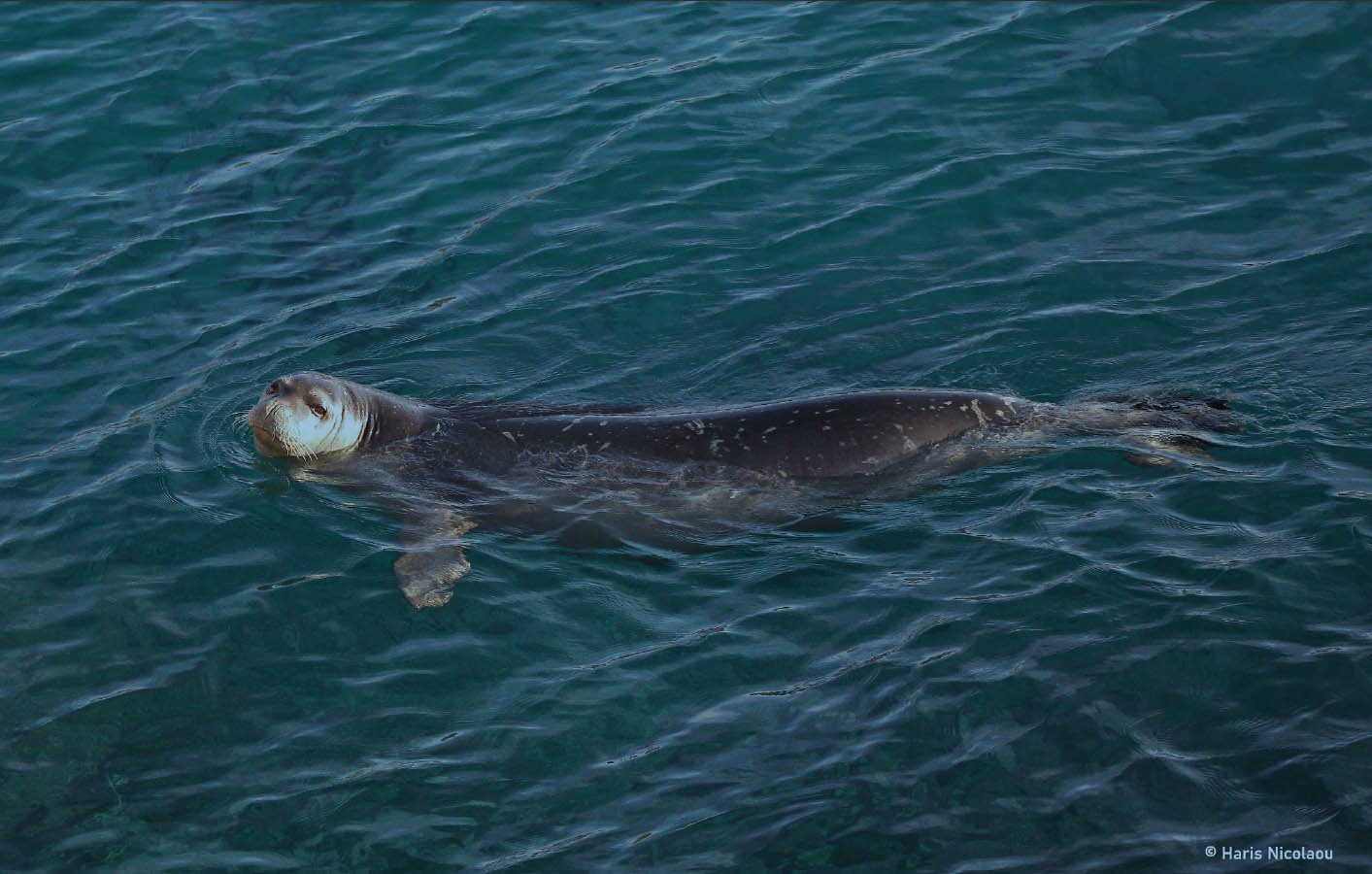 image Fisheries department: Don’t disturb the seals