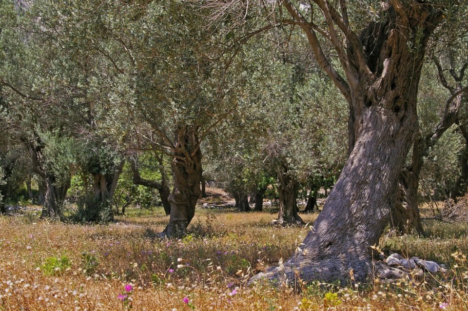 image Could we be tree lovers?