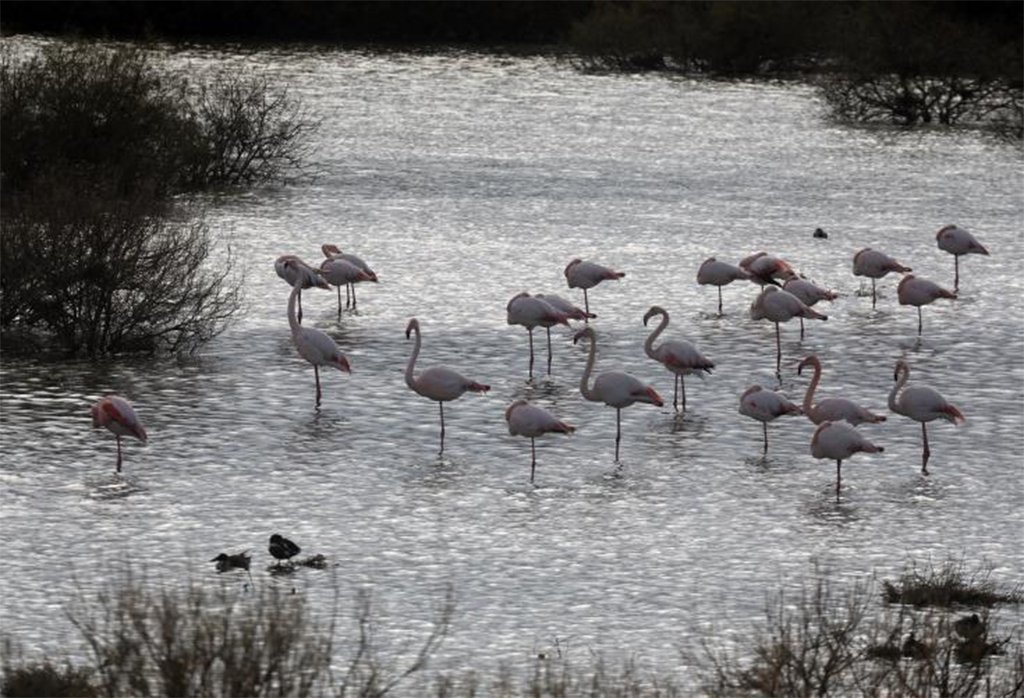 image Oroklini leader calls on people to stop polluting its lake