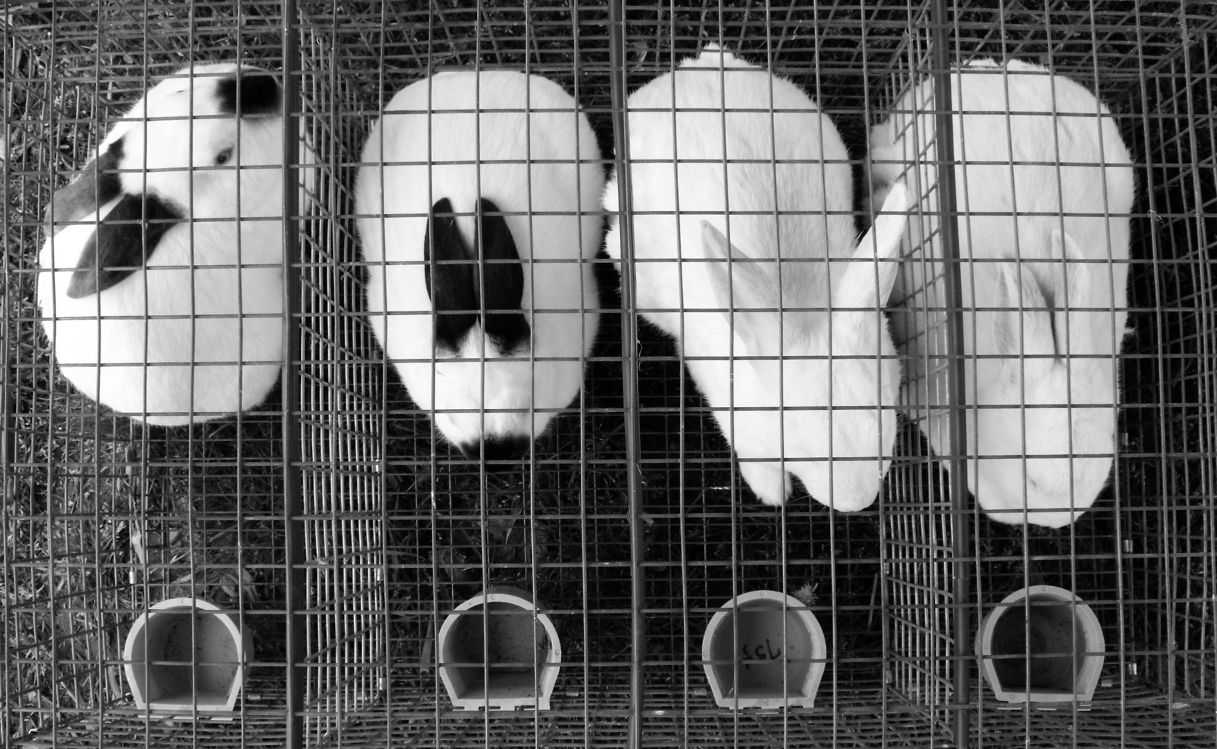 image WHO, agencies urge countries to suspend sale of live wild mammals at markets