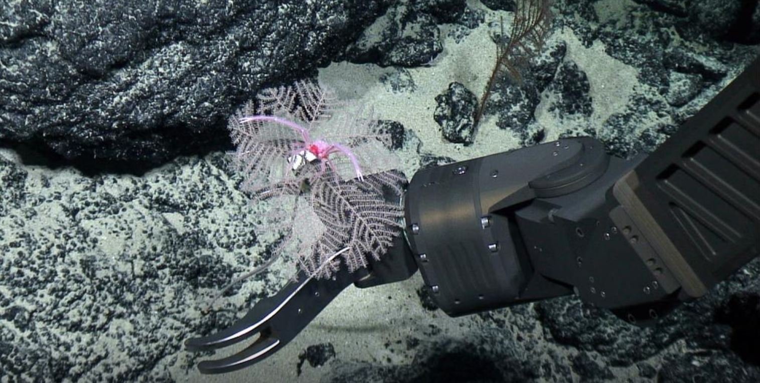 image Google, BMW, Volvo, and Samsung SDI agree temporary ban on deep-sea mining