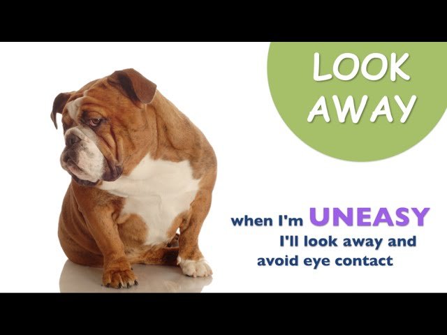 image Decoding the messages behind your dog&#8217;s body language
