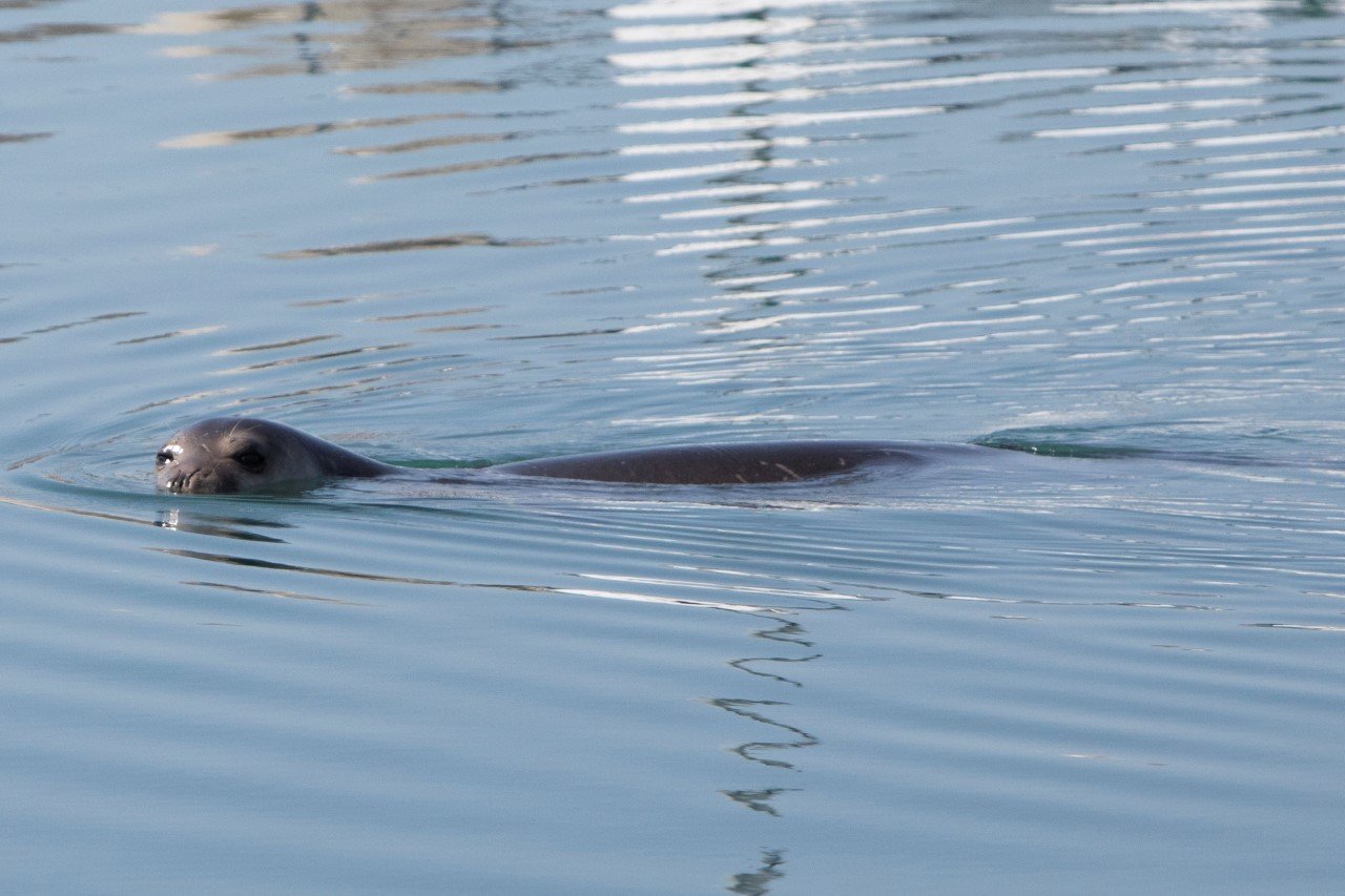 image Seal born in the Akamas found dead in the north